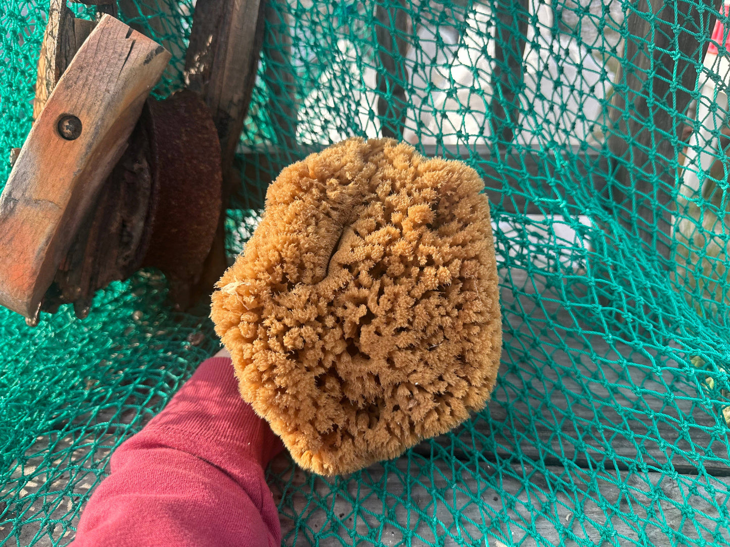 Assorted Natural Sea Sponge: 3-5"
