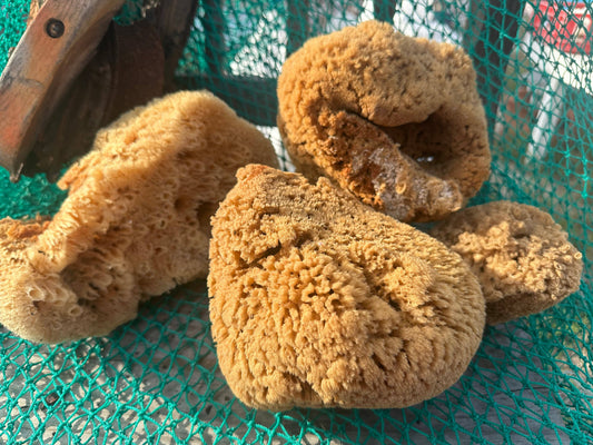 Assorted Natural Sea Sponge: 3-5"