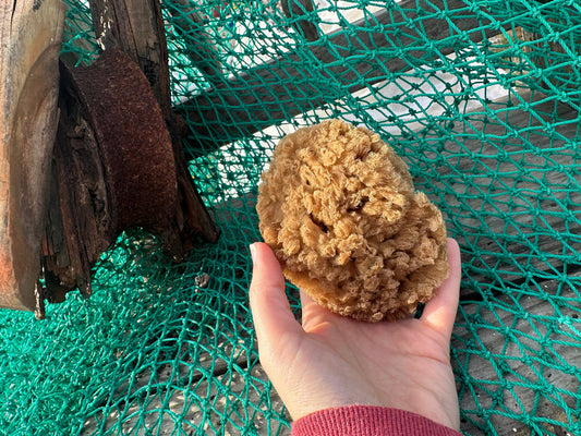 Assorted Natural Sea Sponge: 3-5"